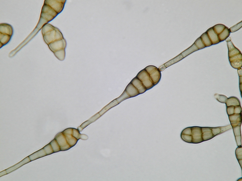 Как избавиться от грибка alternaria