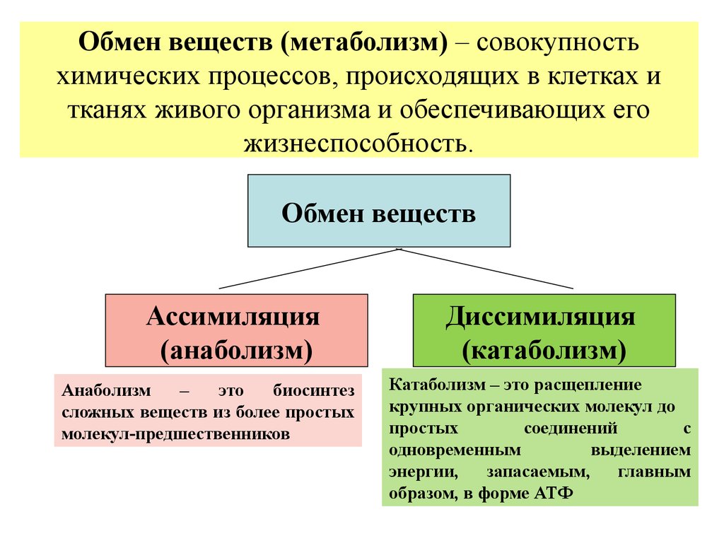 Анаболизм: как добиться роста мышц тренировками и питанием
