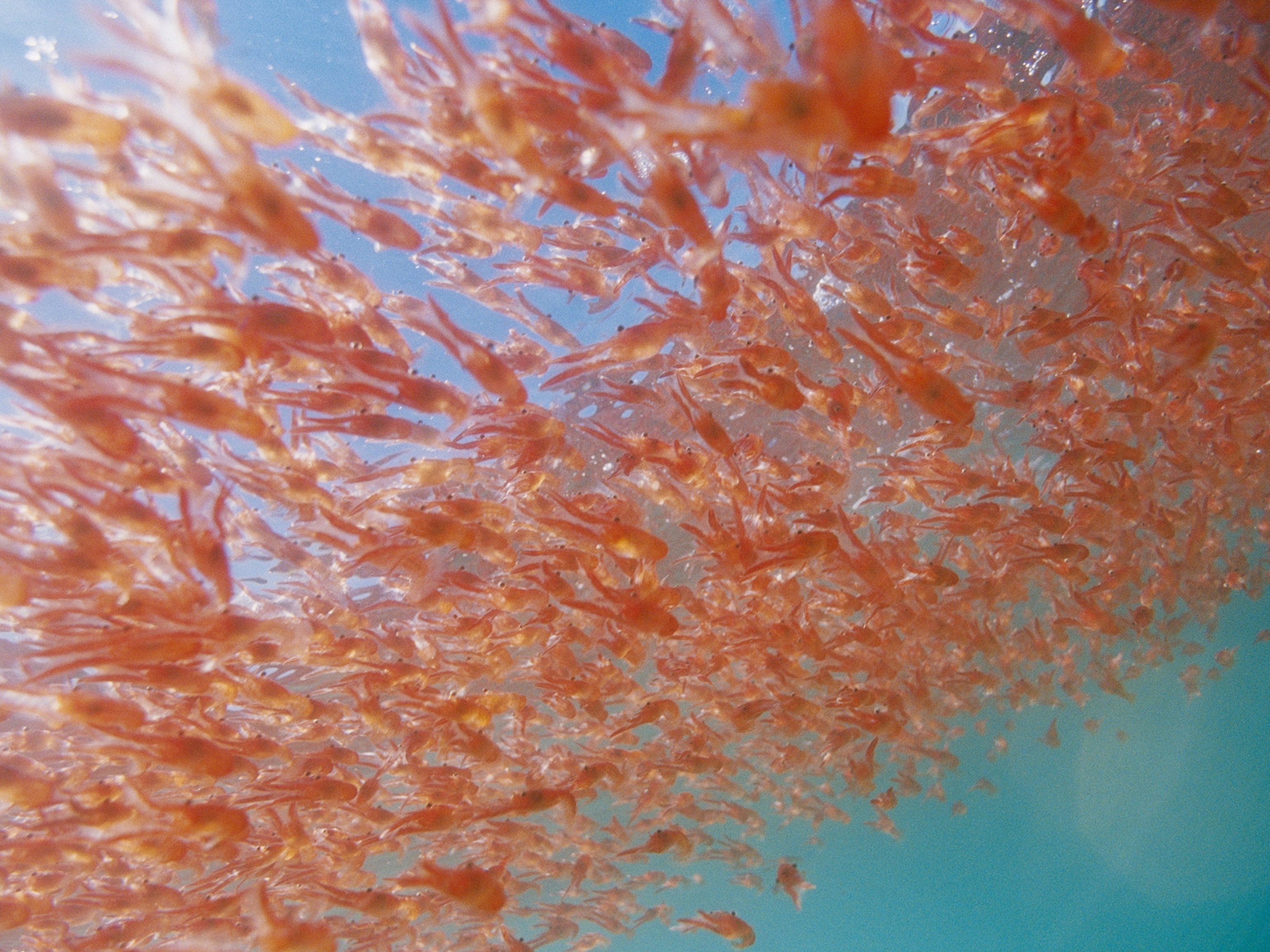 Криль - krill - dev.abcdef.wiki
