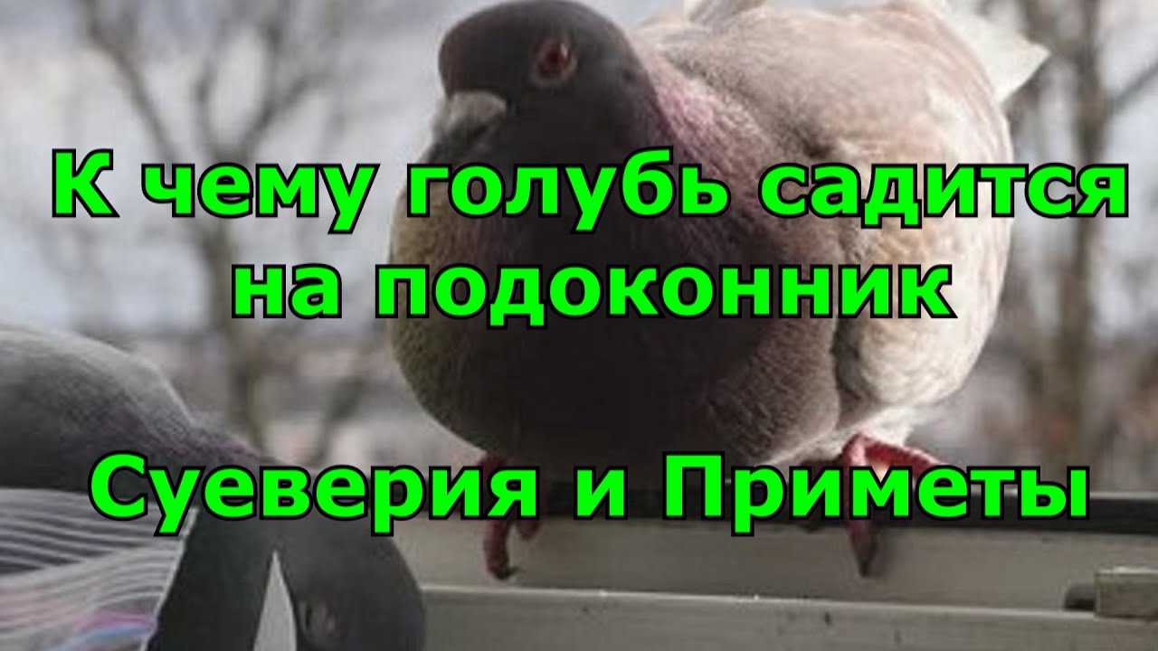 К чему прилетает голубь на балкон и сидит, народная примета