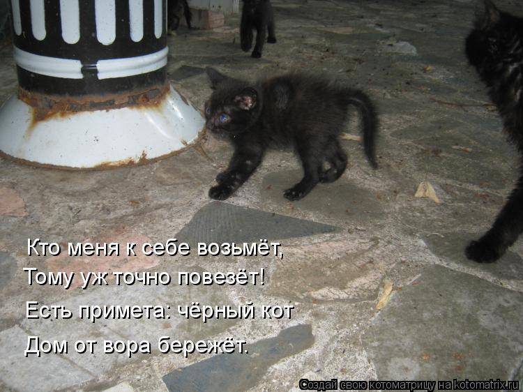 30 популярных примет и суеверий о кошках и котах