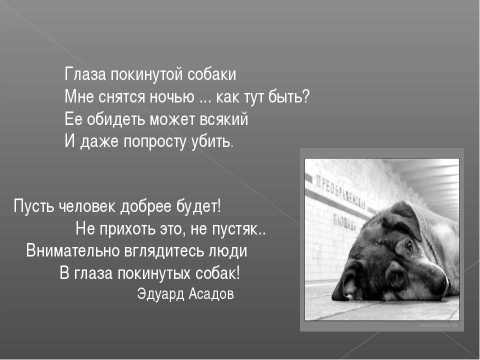 Что значит, если снится покойная собака, которую видишь живой — расшифровка сна по 40 сонникам