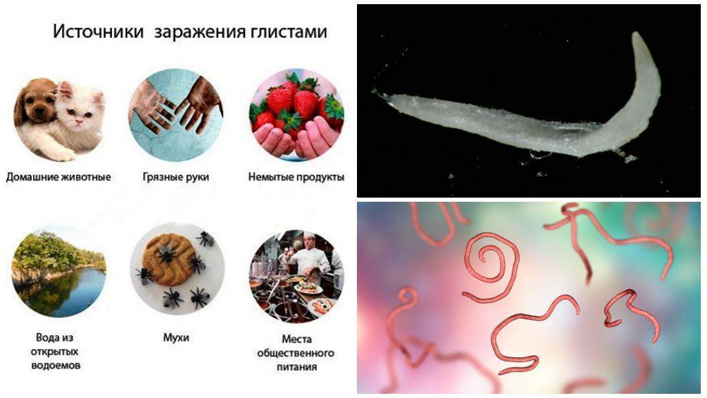 Cолитер как разновидность червя-паразита: как выглядит, пути попадания цепня в организм человека