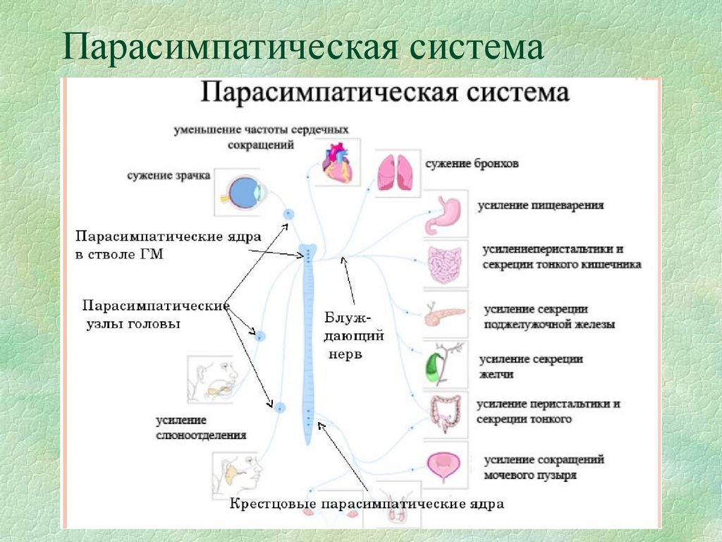 Парасимпатическая нервная система – определение и функция