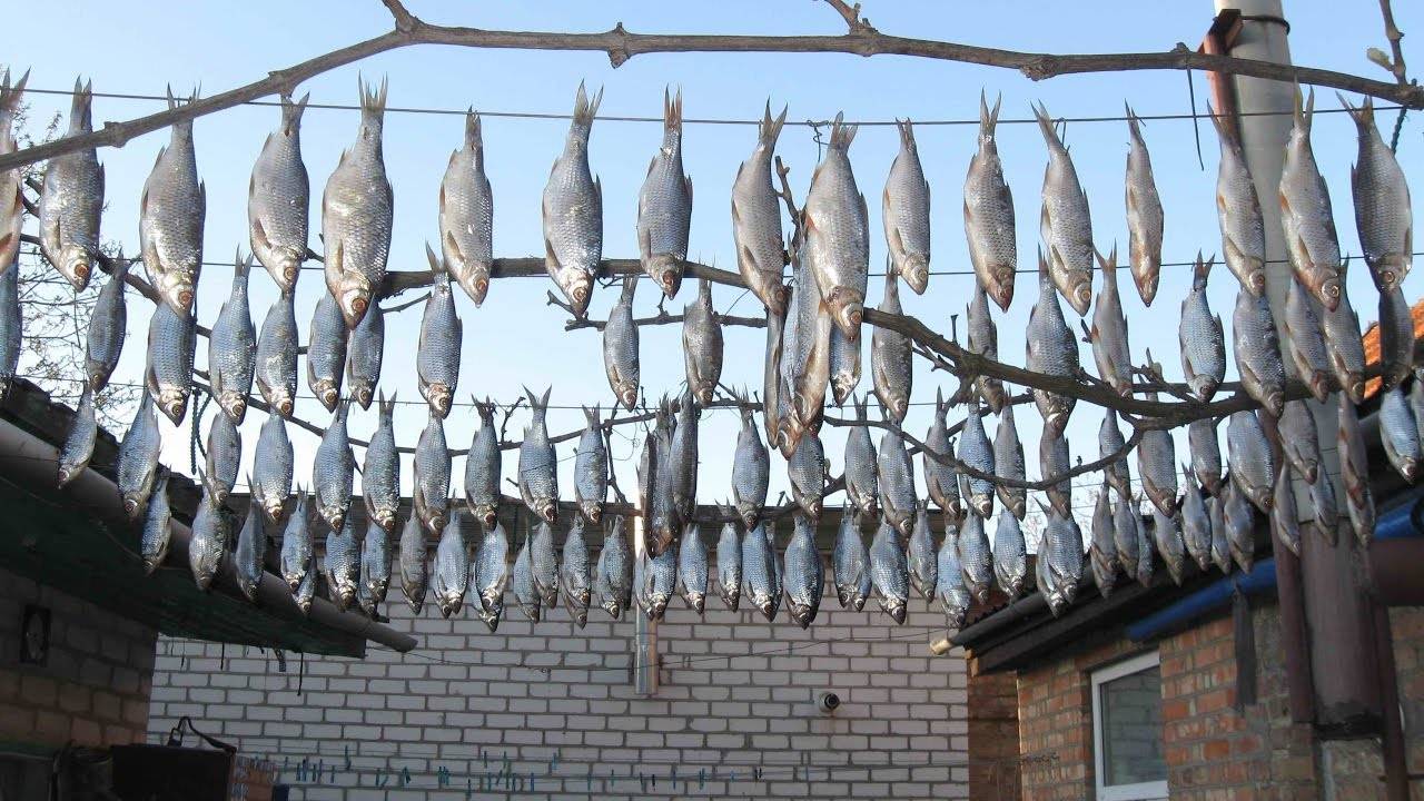 Как засушить рыбу в домашних условиях:процесс, рыба для сушки, места в квартире и доме и как лучше повесить рыбу