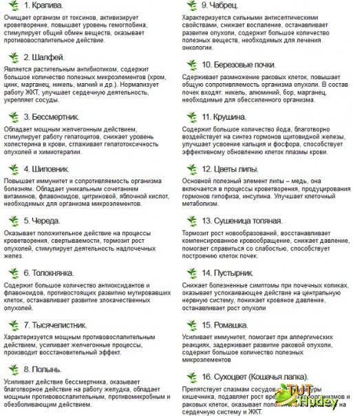 Монастырский чай (сбор): виды и состав трав. правда или развод