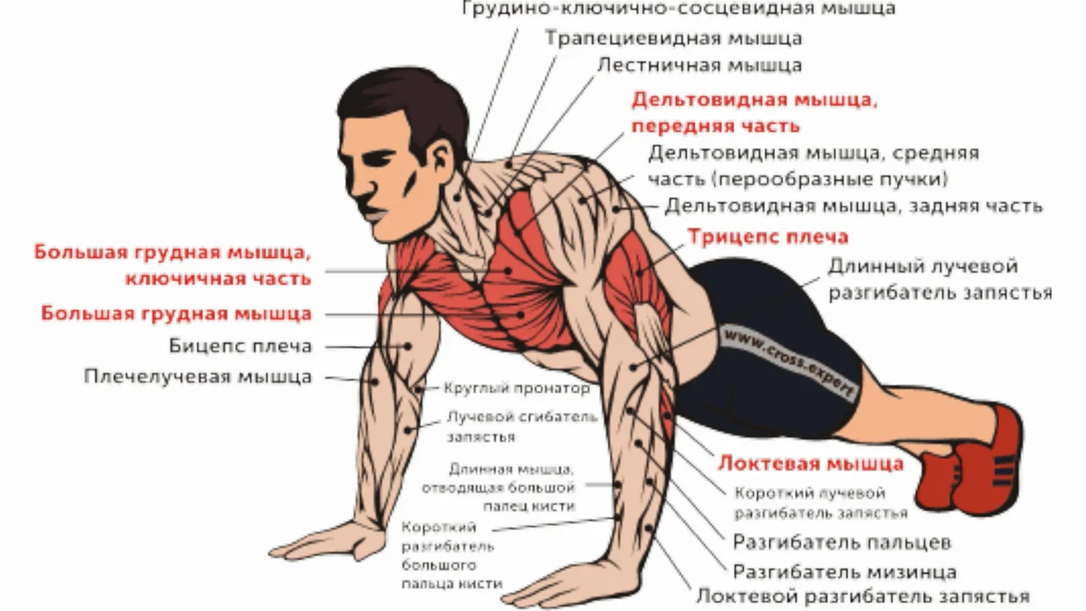 Отжимания от пола - чем полезны классические упражнения Узнайте, какие разновидности жимов тела существуют и на какие группы мышц они рассчитаны, как их качественно выполнять