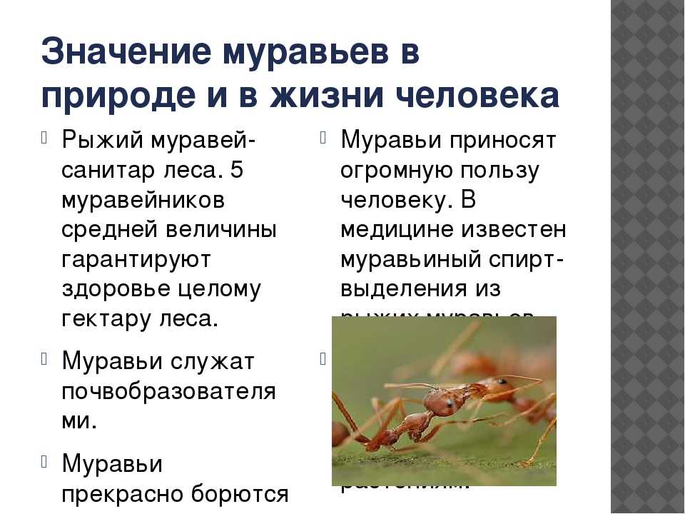 Муравьи в доме — примета к чему поялвются