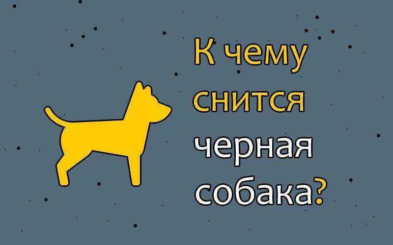 Сонник: напала собака, отбиваться от собак. толкование снов - tolksnov.ru