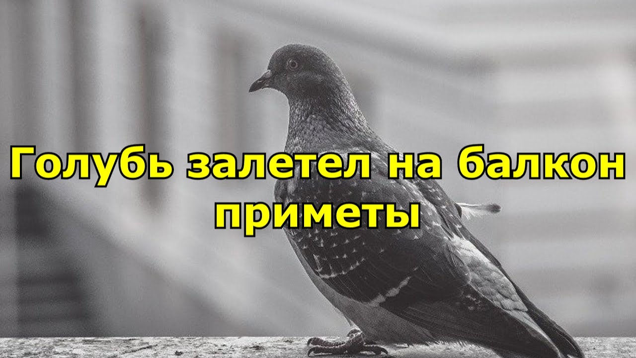 Примета: голубь залетел в окно, квартиру, к чему