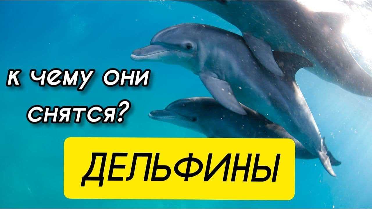 К чему снятся дельфины: толкование по сонникам для женщин и мужчин