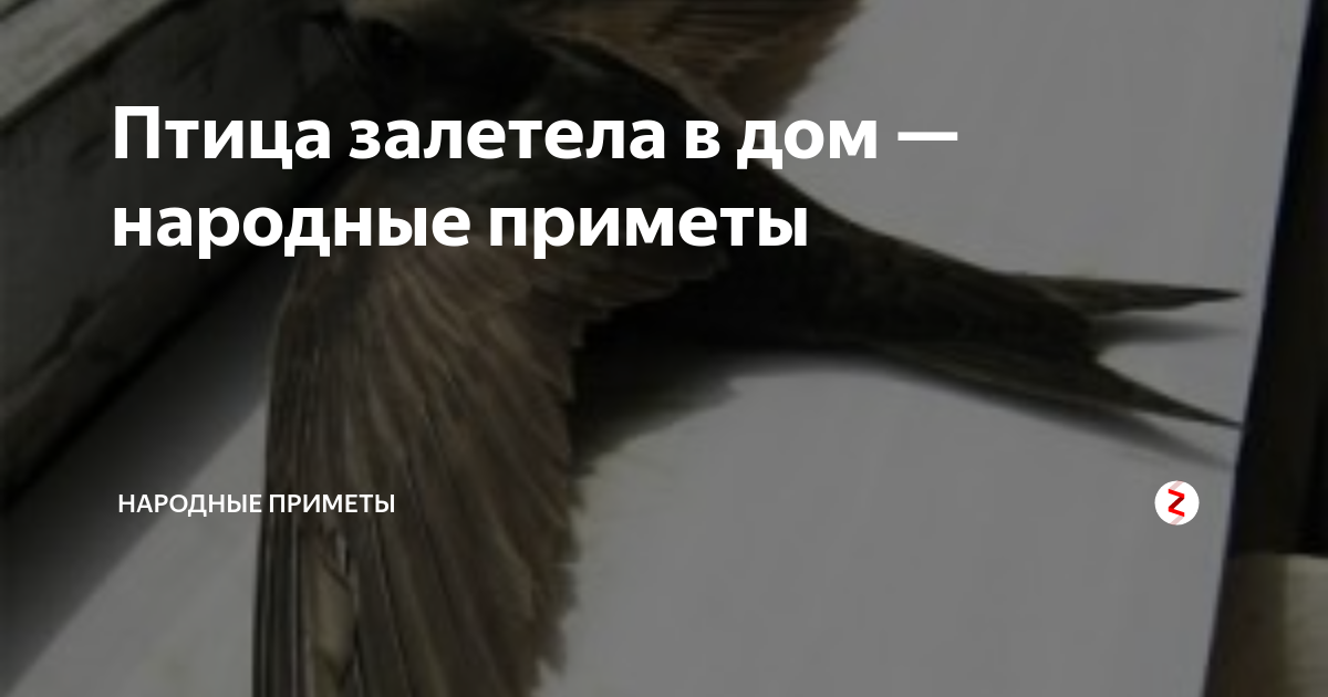 Птица залетела в окно, к чему, трактовка сна в сонниках