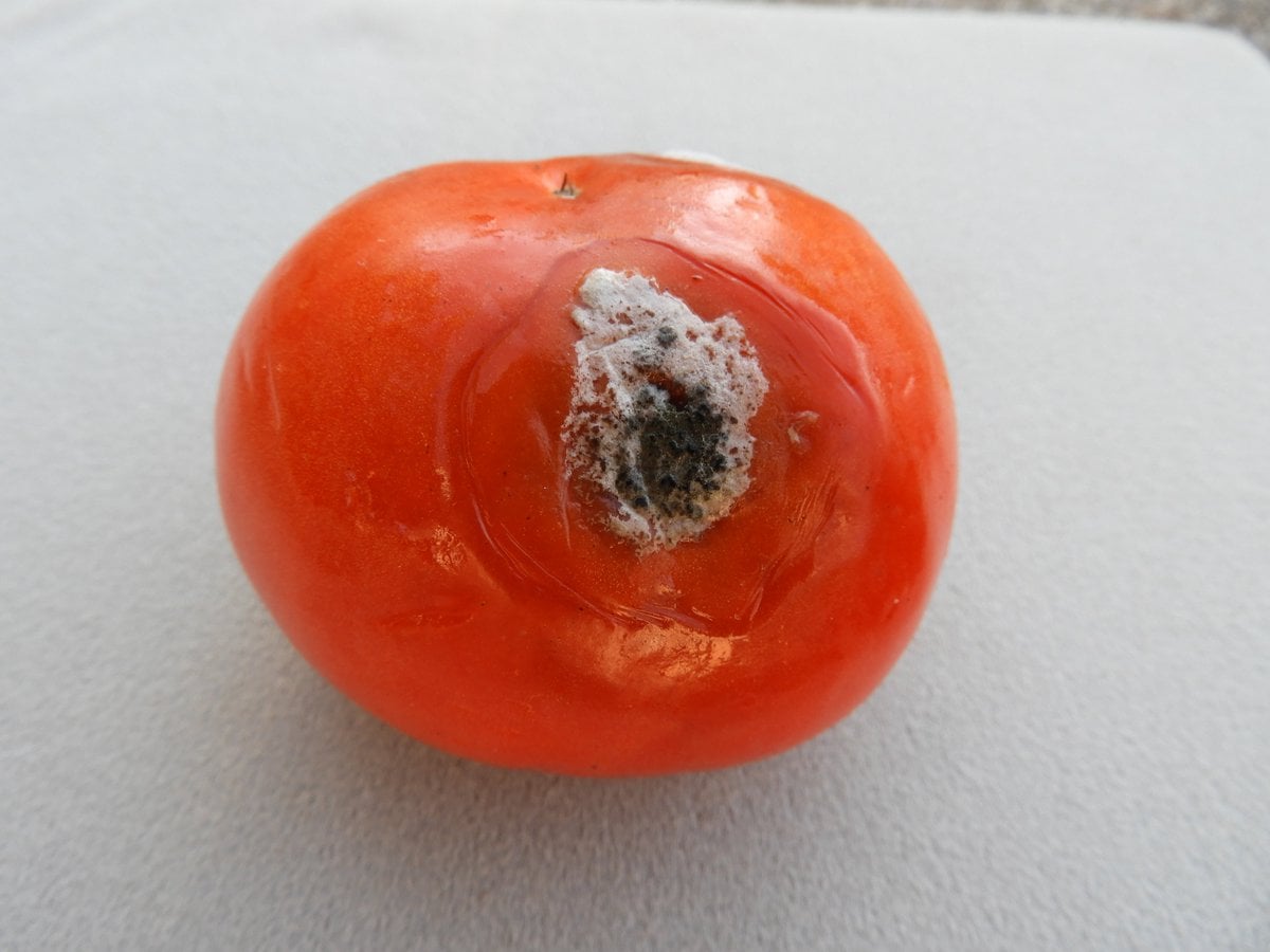 Alternaria alternata- an overview
