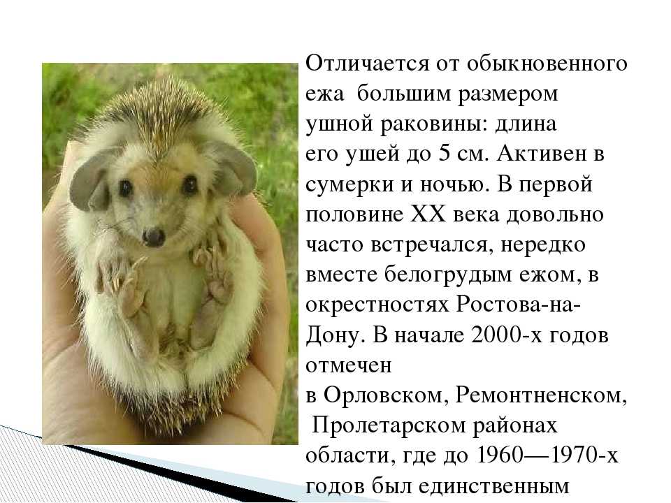 К чему снится ежик? толкование по 72 сонникам