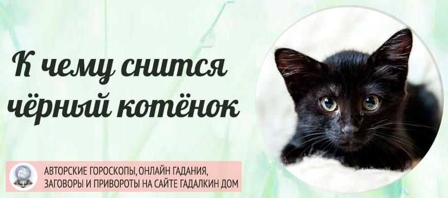 Что означает, если снится рыжий котенок — 42 точных толкования