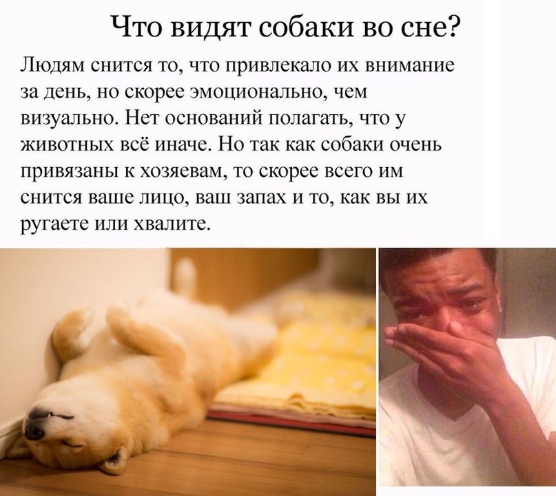 К чему снится стая собак: что это значит, злая, добрая, нападает, кусает, преследует