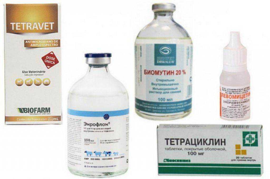 Микоплазмоз