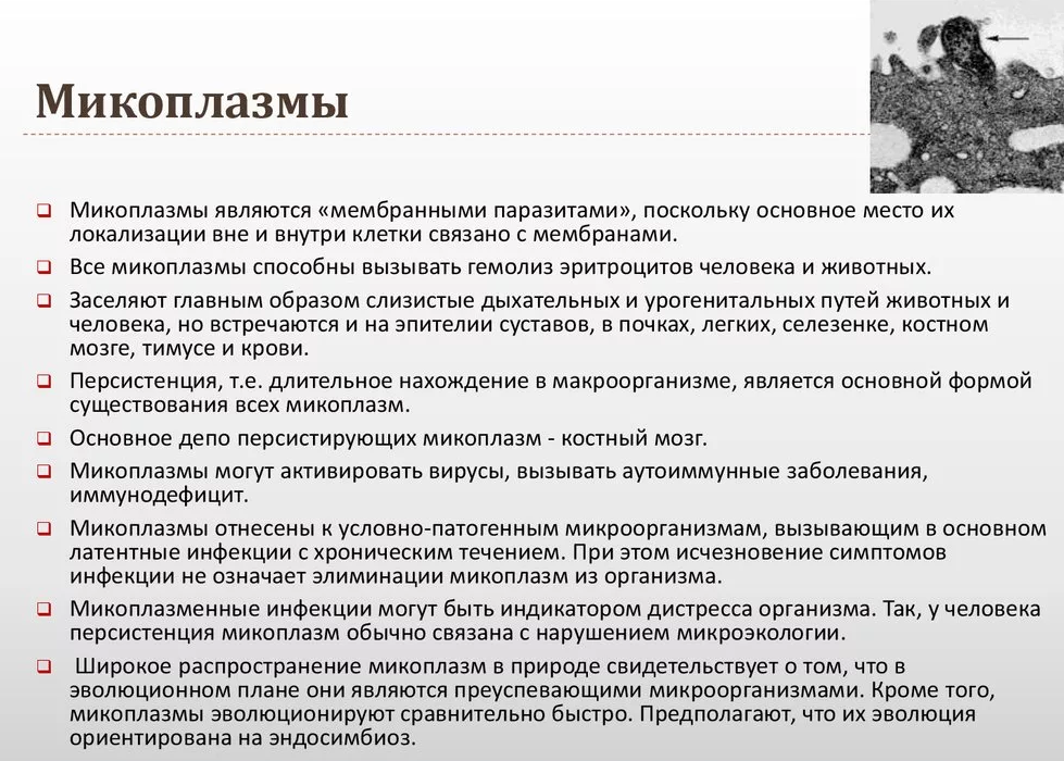 Микоплазма хоминис