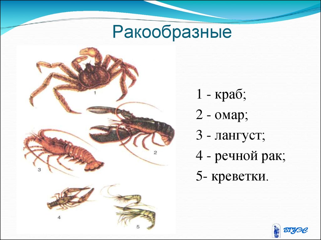 Лангуст - что это такое, фото, польза, как варить, как есть