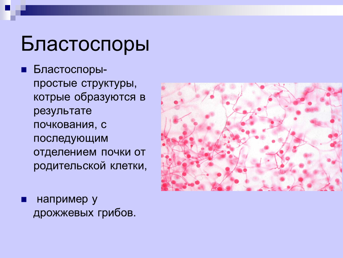 Псевдомицелий в мазке: что это такое, лечение нитей дрожжевых грибов