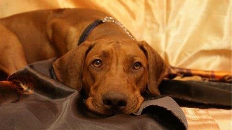 К чему снится рыжая собака 🐕 — трактовки по 36 ❗ сонникам: что означает для мужчины или женщины кормить, поить либо целовать во сне большого доброго пса