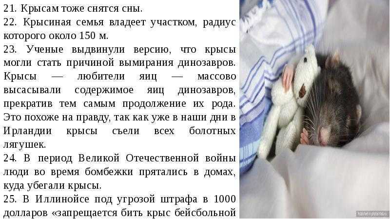 К чему снится чистить картофель сырой? топ толкований сна по сонникам