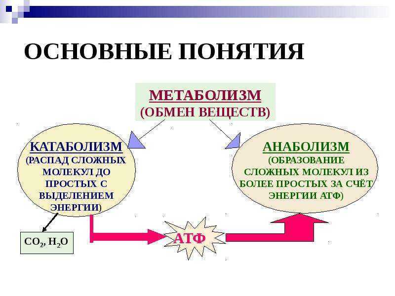 Катаболизм – что это такое, физиология, этапы и способы замедления