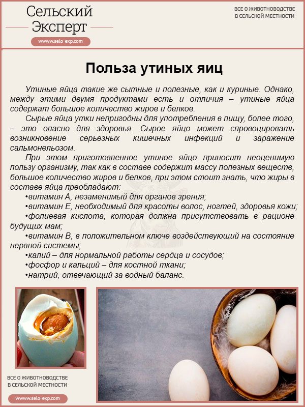 Как правильно сварить яйца :: инфониак