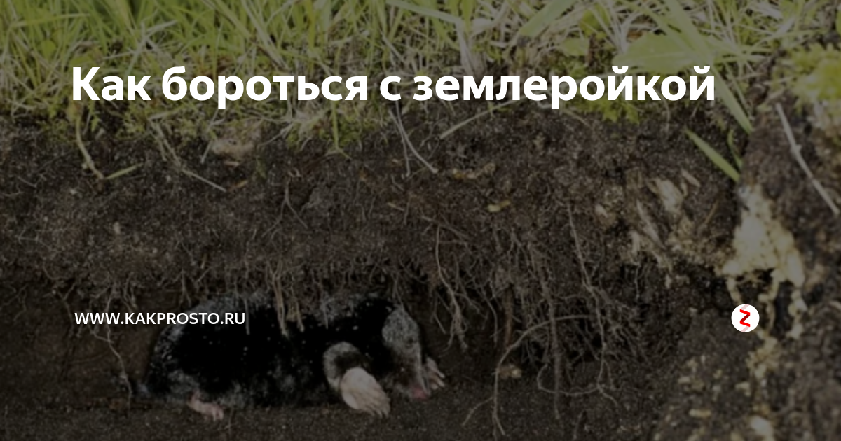 Про землеройку. как выглядит землеройка. как бороться с землеройками на садовом участке. как выглядит землеройка, вред и способы борьбы с этим зверьком. что за вредитель такой - землеройка? как бороться с землеройкой на своем участке?