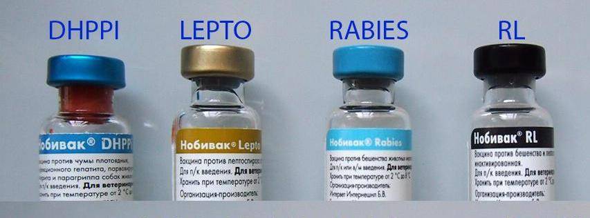 Инфекционные заболевания опасны для животных, приводя часто к летальному исходу Вакцина Нобивак для собак создаст защиту от вирусов Узнайте как правильно прививать питомца
