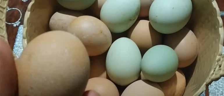 К чему снятся яйца куриные во сне женщине?