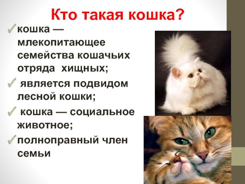 Определяем породу питомца