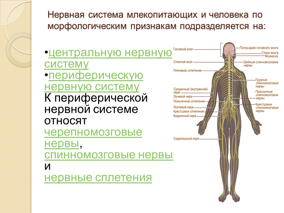 Что нужно знать о периферической нервной системе