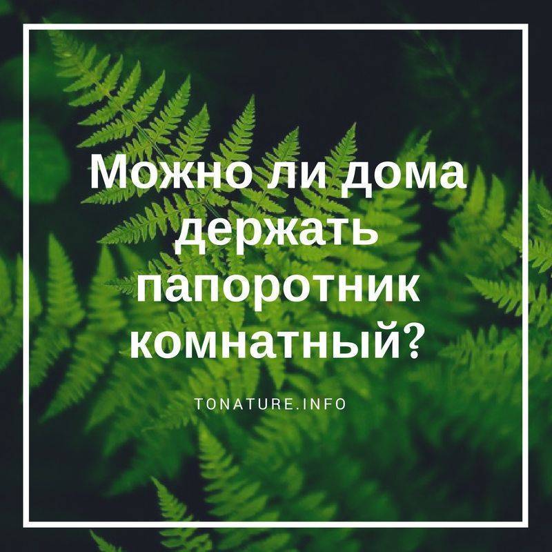 Папоротник дома и в саду: можно ли держать, польза и вред, приметы и суеверия