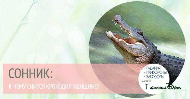 К чему снится крокодил женщине?