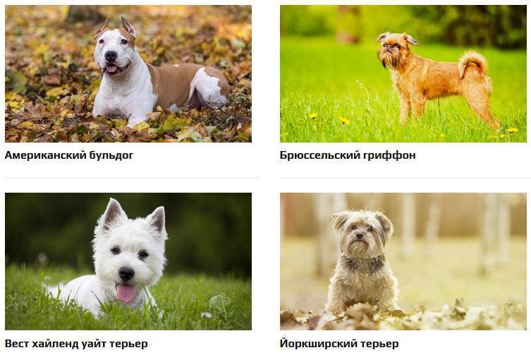 Гипоаллергенные собаки: список пород с фотографиями и названиями