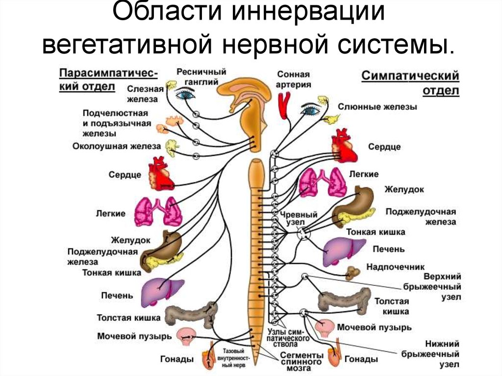 Что такое симпатическое и парасимпатическое: подробное объяснение и примеры