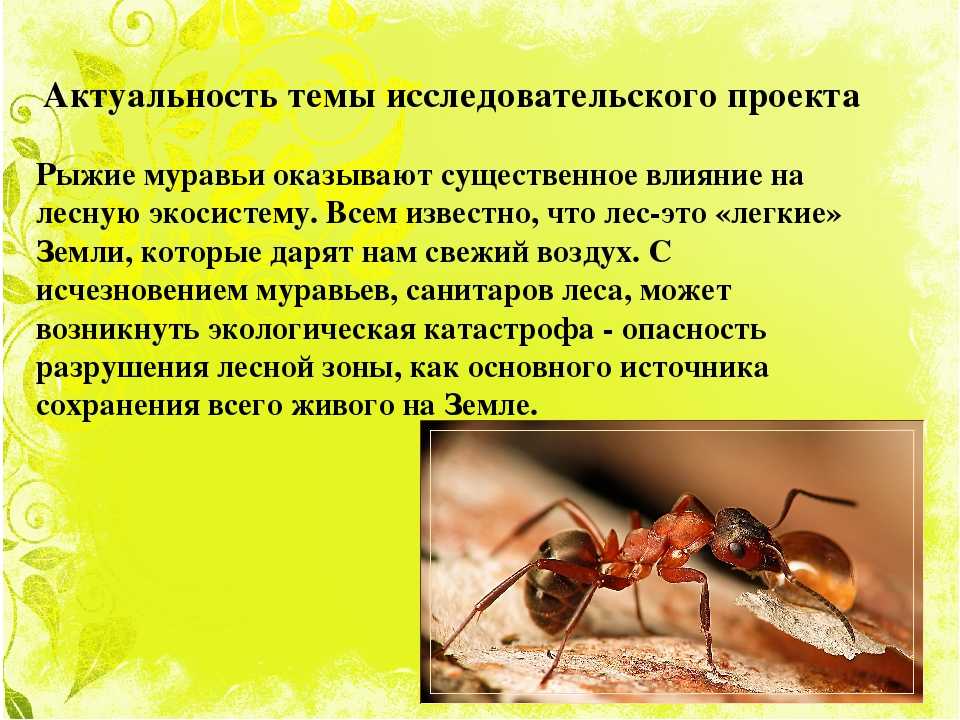 К чему появляются муравьи в доме или квартире описание примет, что сулит заселение насекомых