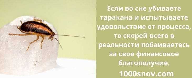 Сонник: тараканы, к чему снятся тараканы во сне приснились
