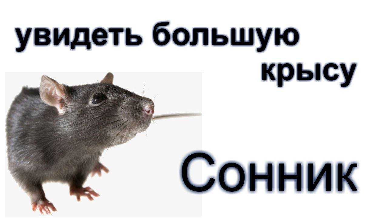 К чему снятся мыши и крысы, видеть мышей и крыс во сне - по всем сонникам
