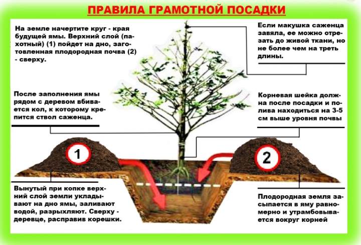 Колоновидная яблоня: посадка и уход, проблемы при выращивании