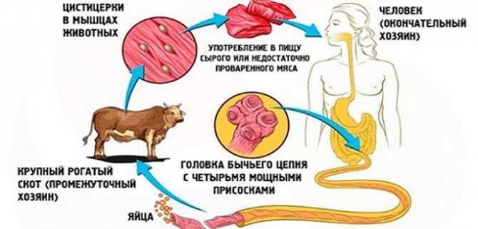 Солитерный червь в рыбе: как выглядит, опасен ли для человека?