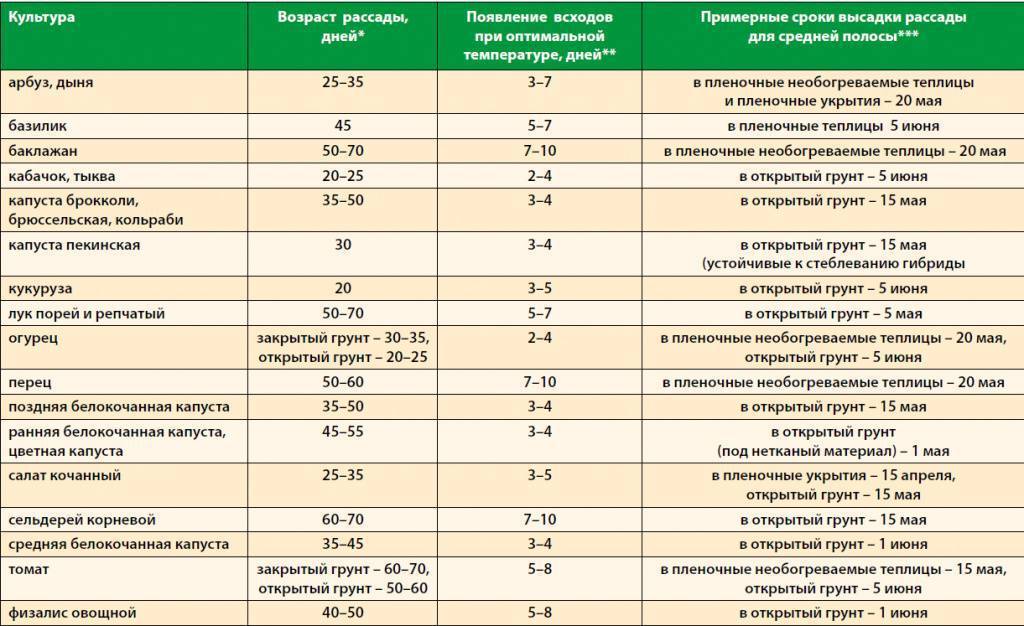 Как сажать огурцы в грунт семенами. 9 важных правил!