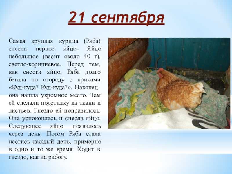 К чему снятся яйца куриные? что значит видеть во сне много яиц?
