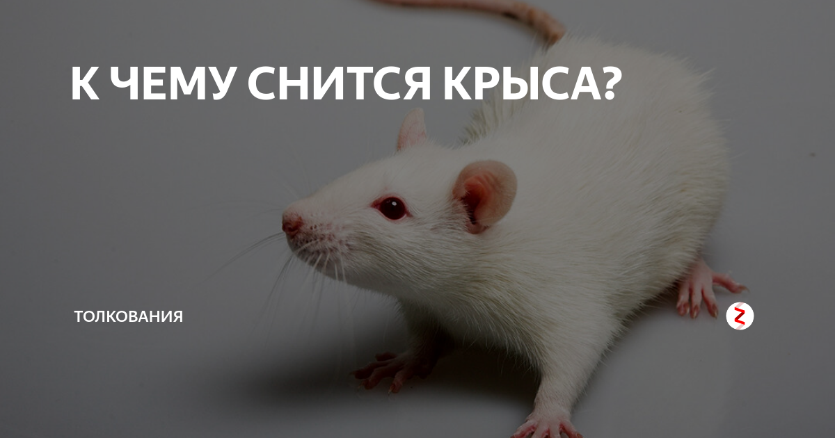К чему снятся крысы