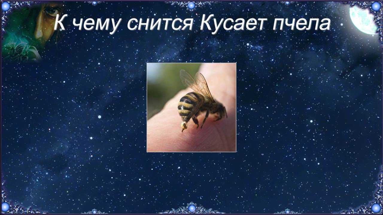 К чему снятся пчелы: толкование снов про пчел, к чему снятся укусы и рой,