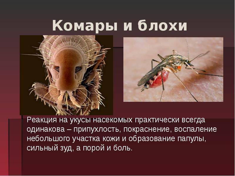 Блохи, вон! домашние и народные средства для обработки собак и кошек
