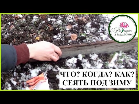 Севооборот: после чего можно сажать чеснок под зиму?