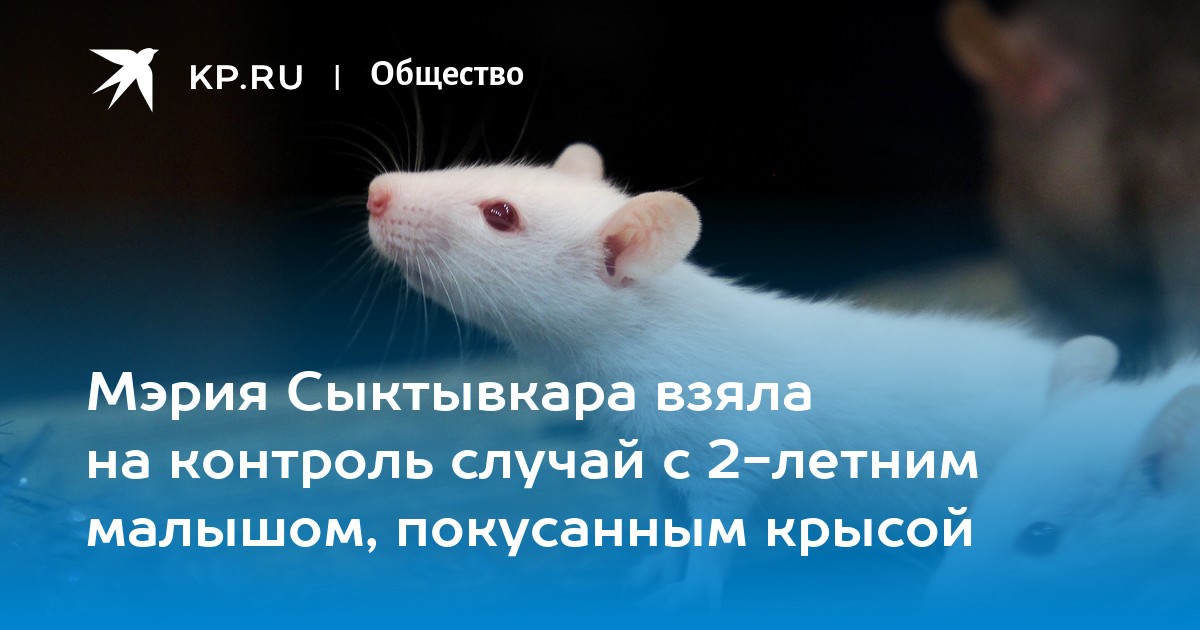 К чему снится дохлая крыса в доме. к чему снится мертвая крыса