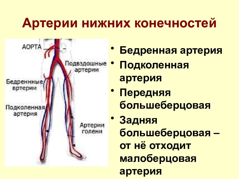 Некроз мягких тканей. некроз тканей – причины | здоровье человека